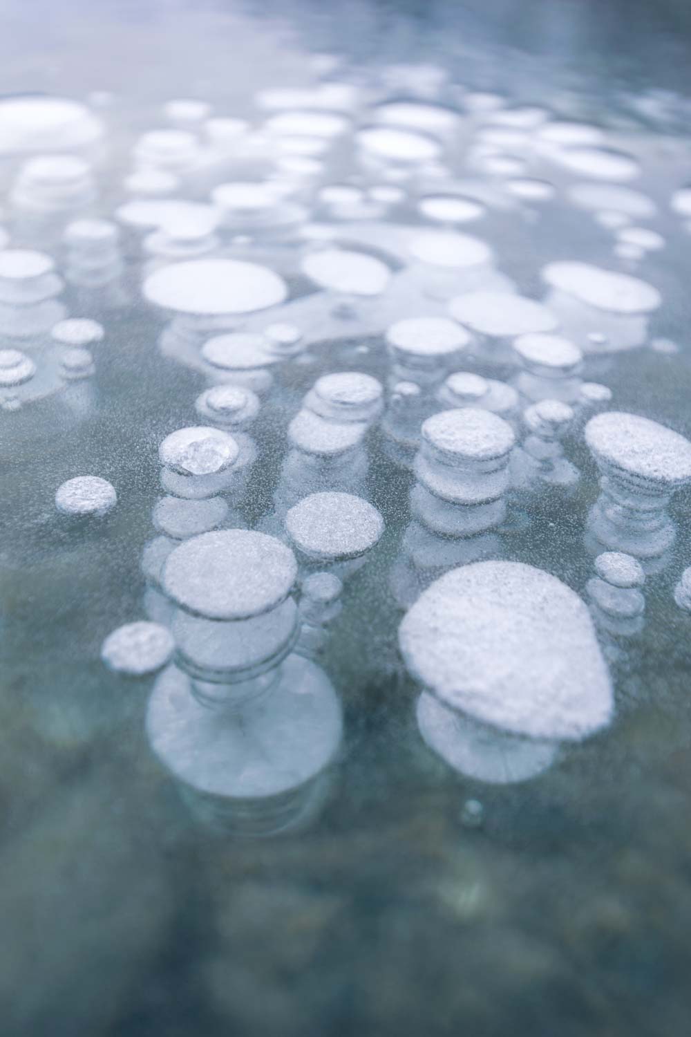 Methane gas bubbles trapped in the ice of Abraham Lake